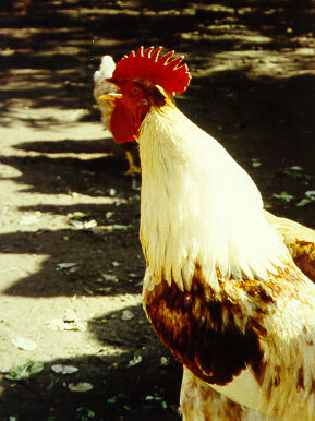 gallo